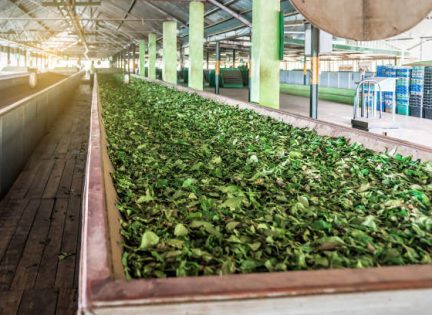Tea Processing Plant Nuwara Eliya