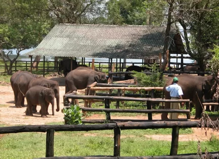 Elephant Transit Home Udawalawe