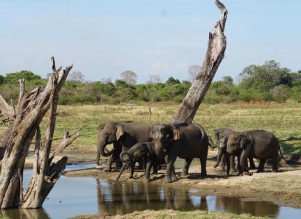 Udawalawe National Park