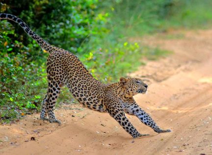 Wilpattu National Park