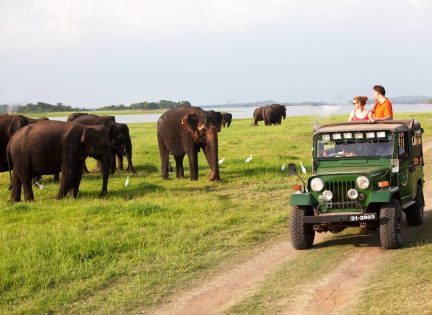 Minneriya National Park