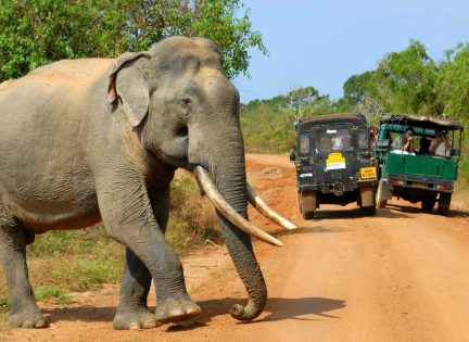 Yala National Park